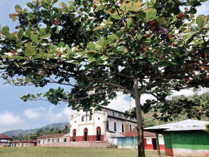 fotografía iglesia municipio el Aro y un árbol